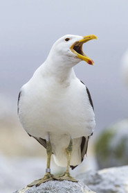 Sully Seagull no elenco de Águas Rasas